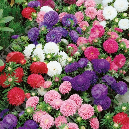 Picture of Aster - Colour Carpet Formula Mix